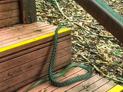 Dendrelaphis vogeli