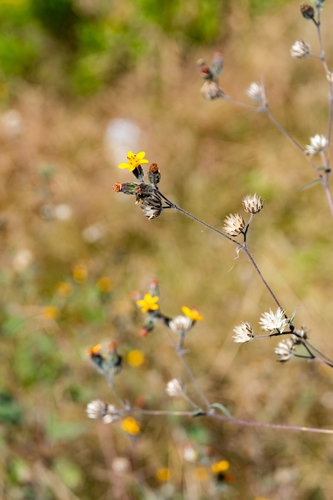 Simsia lagasceiformis, photograph 1