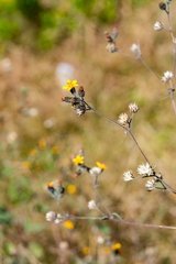 Simsia lagasceiformis