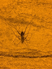 Hadenoecus subterraneus