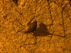 Hadenoecus subterraneus