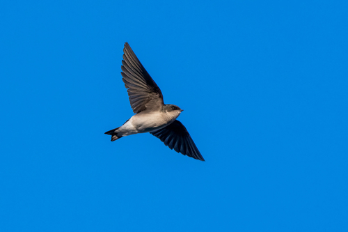 iNaturalist observation photo of Tree Swallow