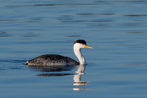 iNaturalist observation photo of Clark's Grebe