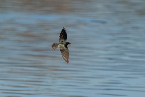 iNaturalist observation photo of Tree Swallow