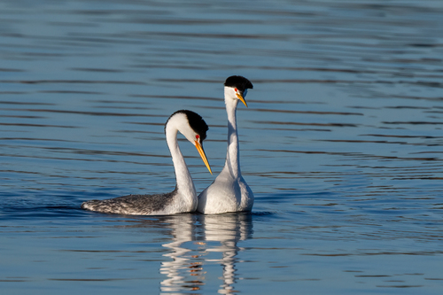 iNaturalist observation photo of Clark's Grebe