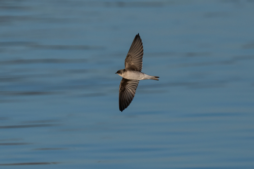iNaturalist observation photo of Tree Swallow