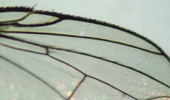 Triarthria setipennis