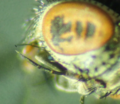 Triarthria setipennis