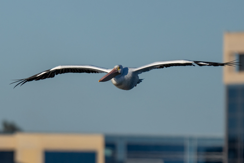 iNaturalist observation photo of American White Pelican