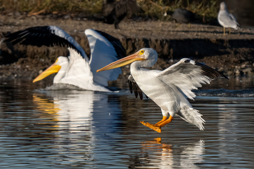 iNaturalist observation photo of American White Pelican