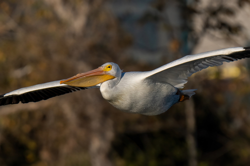 iNaturalist observation photo of American White Pelican