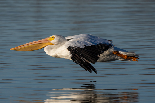 iNaturalist observation photo of American White Pelican