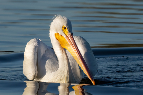iNaturalist observation photo of American White Pelican