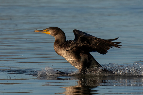 iNaturalist observation photo of Double-crested Cormorant