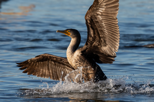 iNaturalist observation photo of Double-crested Cormorant