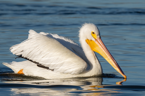 iNaturalist observation photo of American White Pelican