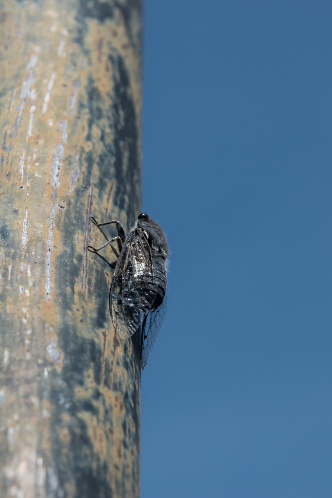 Golden-winged Cactus-Dodger