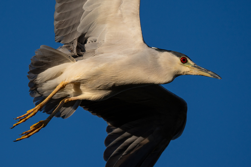 iNaturalist observation photo of Black-crowned Night Heron