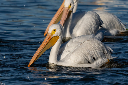 iNaturalist observation photo of American White Pelican