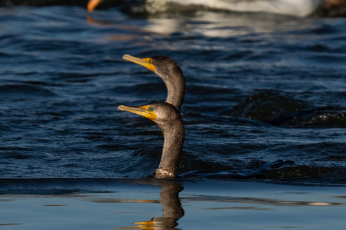 iNaturalist observation photo of Double-crested Cormorant