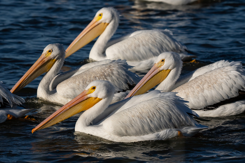 iNaturalist observation photo of American White Pelican