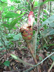 Costus zamoranus