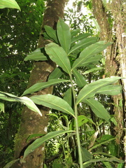 Costus zamoranus