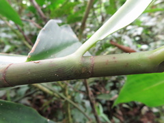 Costus zamoranus