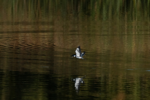 iNaturalist observation photo of Belted Kingfisher