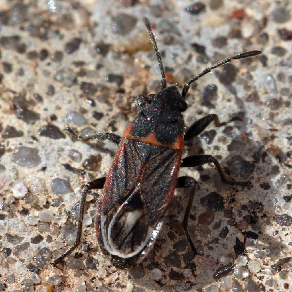 Lygaeospilus pusio