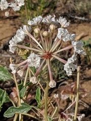 Tripterocalyx carneus