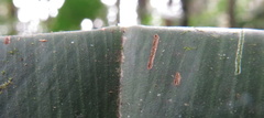 Costus zamoranus