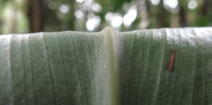 Costus zamoranus