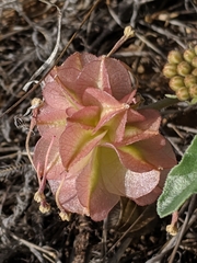 Tripterocalyx carneus