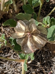 Tripterocalyx carneus