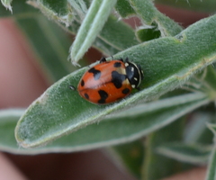 Hippodamia caseyi