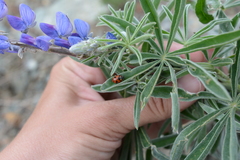 Hippodamia caseyi