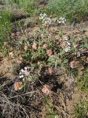 Tripterocalyx carneus