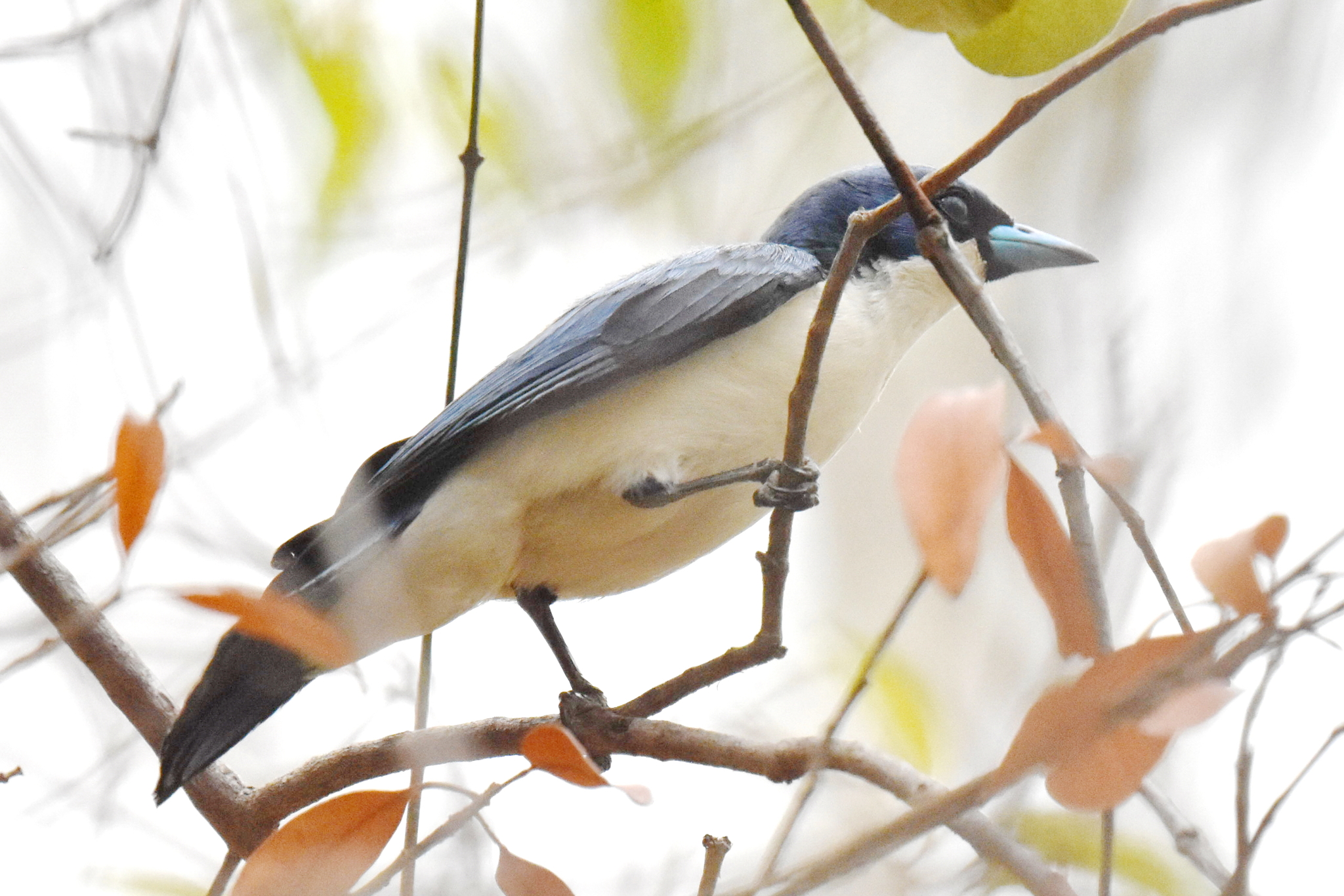 Madagascar Blue Vanga (Cyanolanius madagascarinus), photo 4