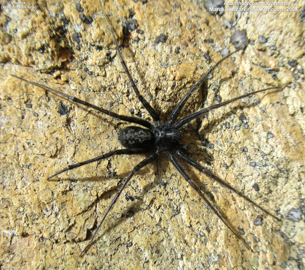 Acantholycosa sayanensis