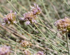 Monardella linoides sierrae