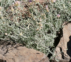 Monardella linoides sierrae