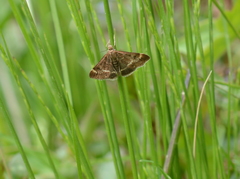 Pyrausta nicalis