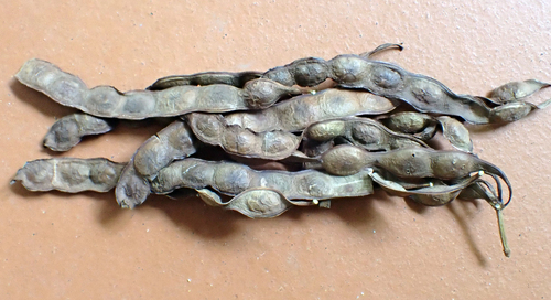 Acacia simplex, photograph 6