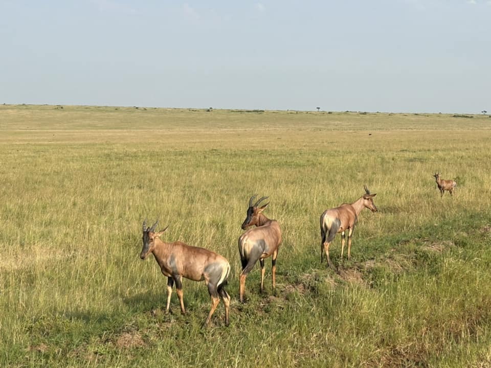 Damaliscus lunatus jimela, Mara, Kenya, by graysonponti