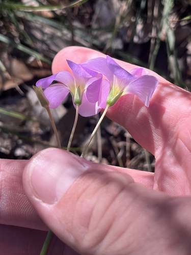 Image of Drummond's Woodsorrel (Oxalis drummondii) by (c) Cody Stricker, some rights reserved (CC BY)