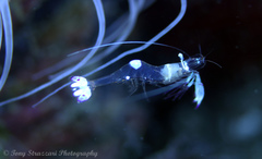 Ancylomenes magnificus