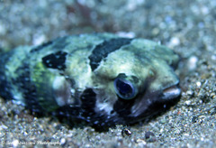 Diodon liturosus