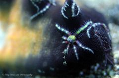 Ophiothela mirabilis