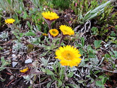 Erigeron aureus